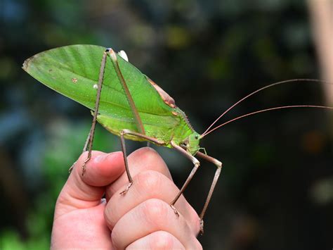 katydid 